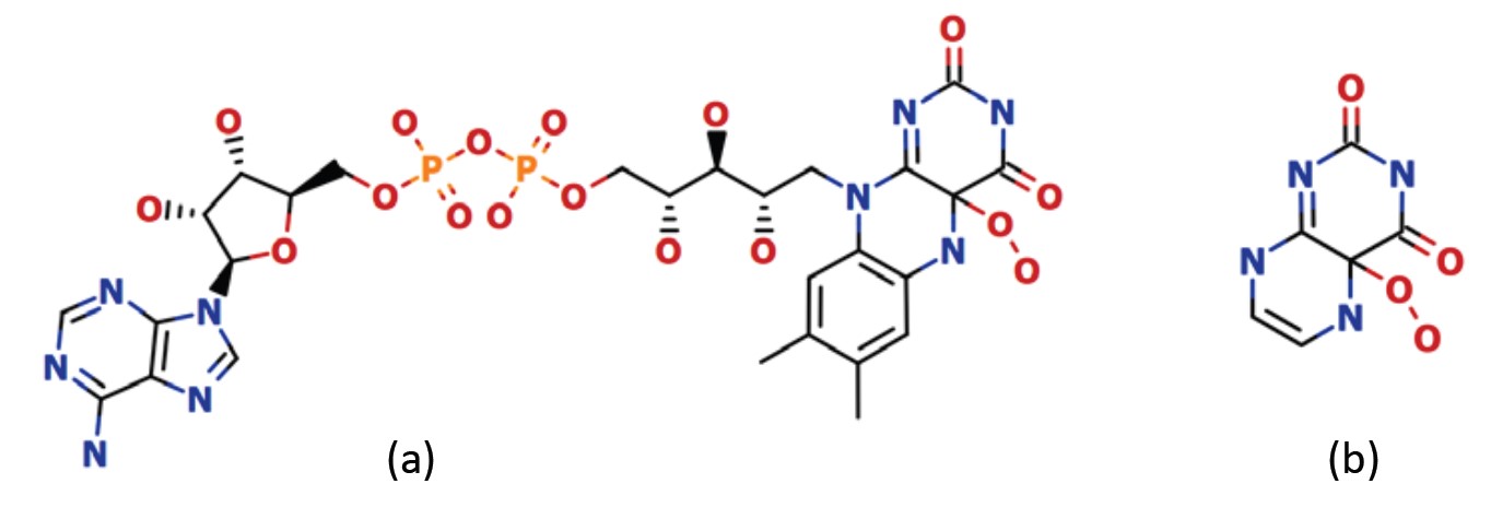 Figure 2. FAD peroxide (a) and the FAD analogue used to study the reaction mechanism (b).