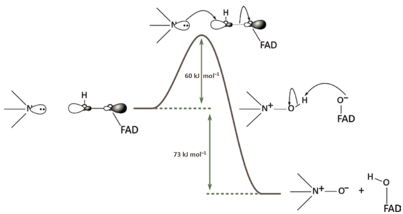 0.3Figure 5. Reaction mechanism for N-and S-oxidation.