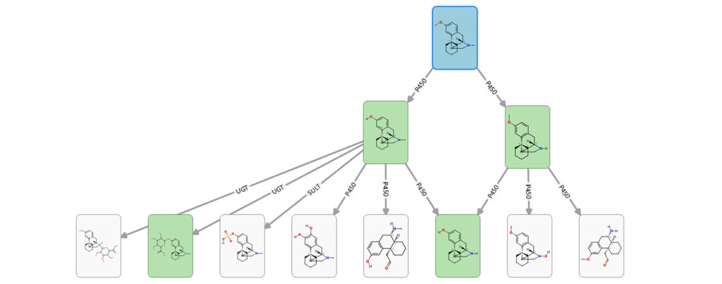 Dextromethorphan metabolite pathways