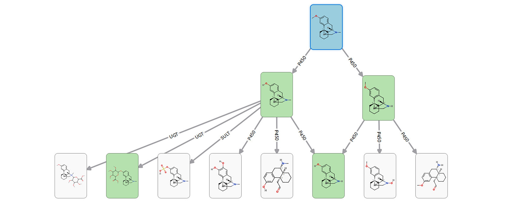 Dextromethorphan metabolite pathways