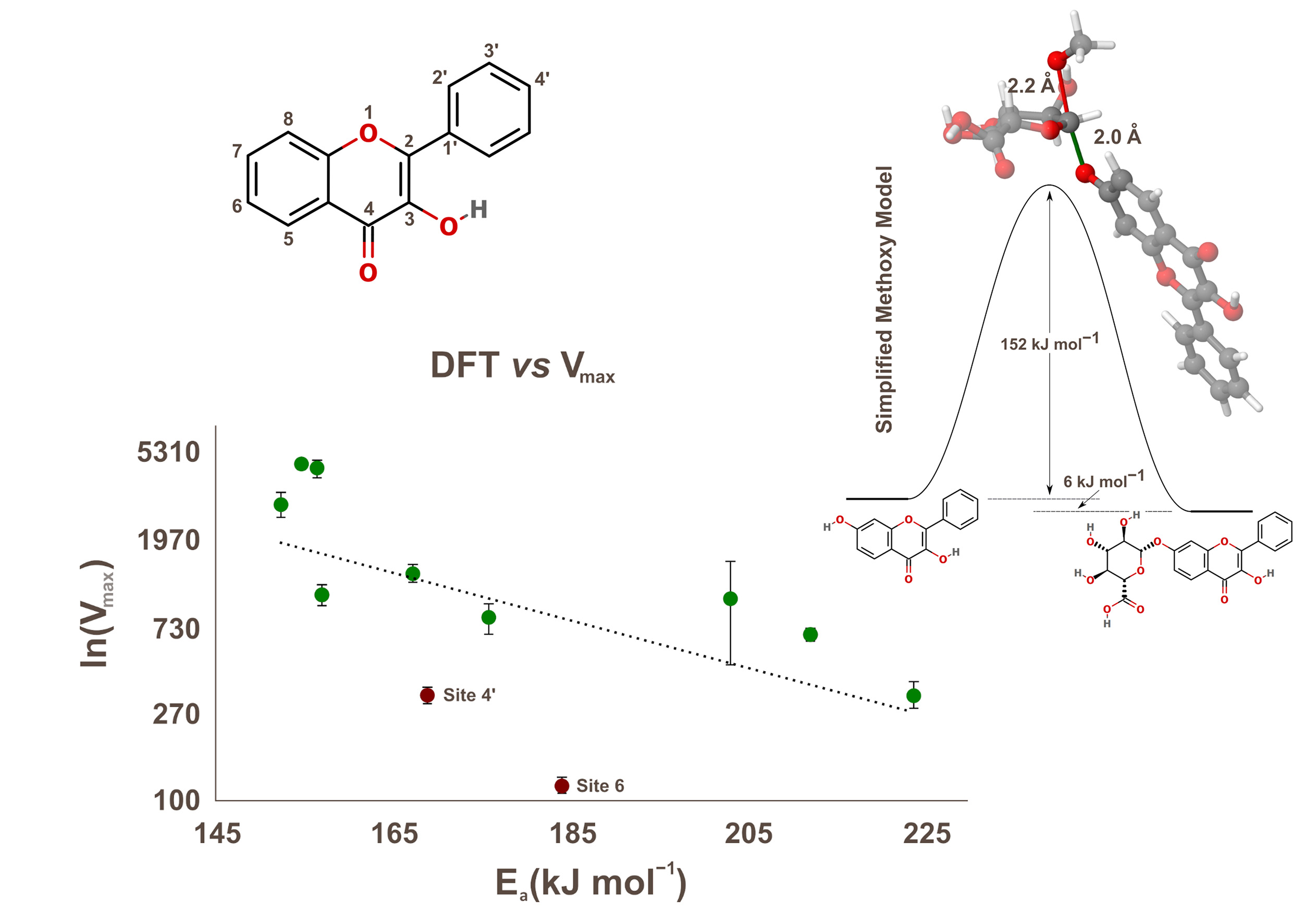 The simplified transition state for UGT and the correlation between calculated activation energy and the reaction rate (B3LYP/SVP)